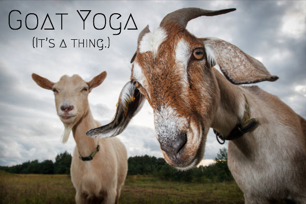 Is Goat Yoga For You? (yes)